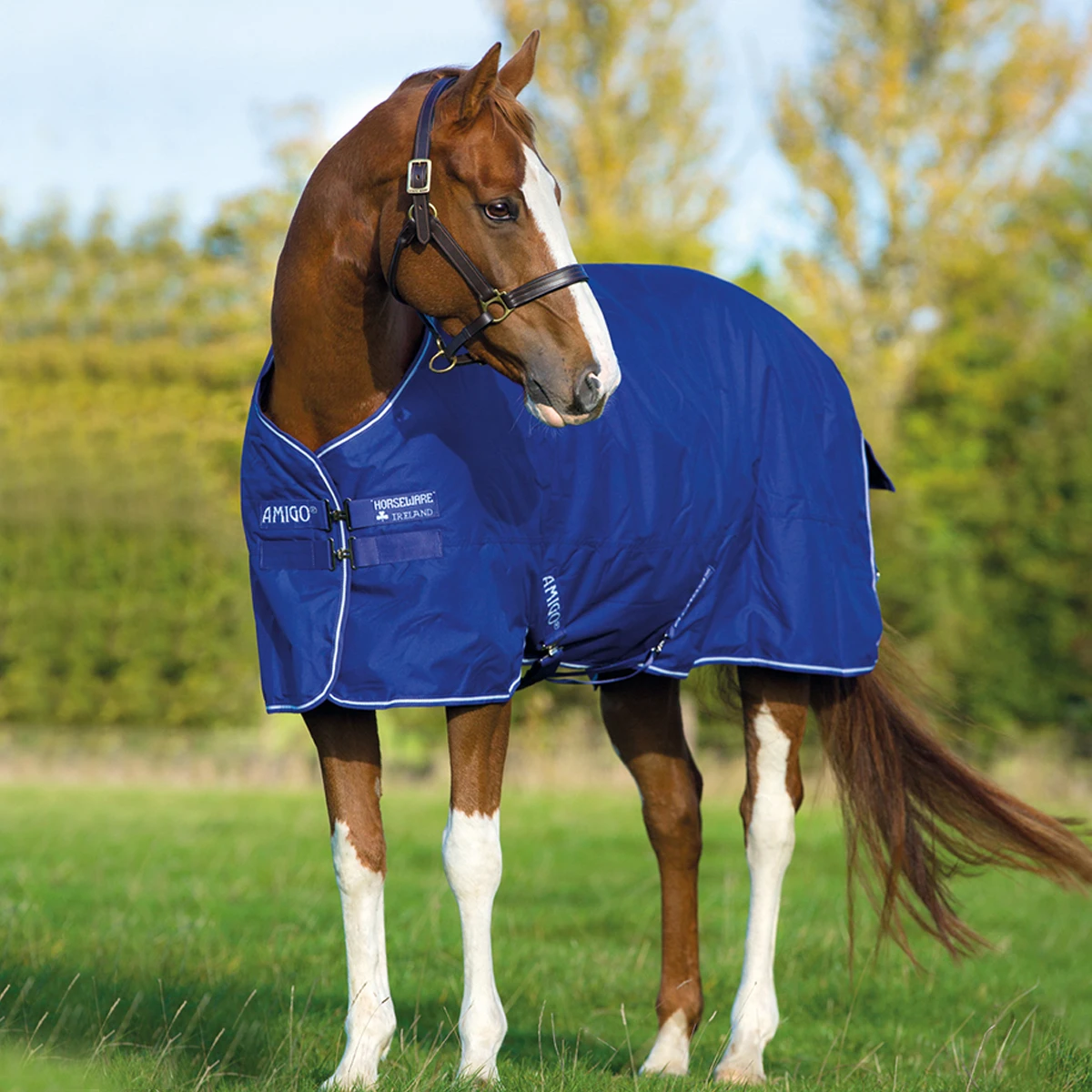 Deken Horseware Amigo Hero 900 200gr Middenblauw 4 Deken Horseware Amigo Hero 900 200gr Middenblauw - Afbeelding 2