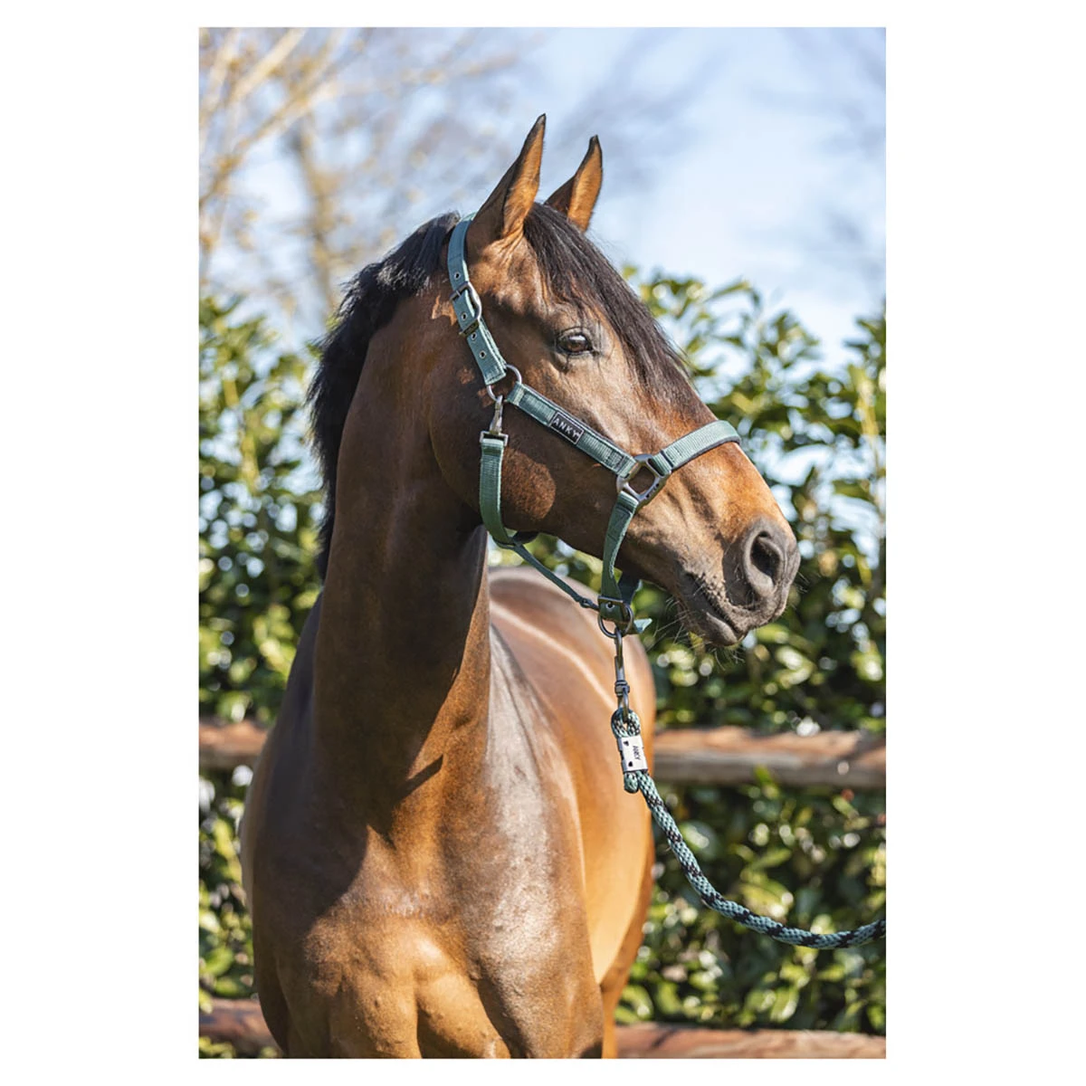 Halster Anky Grooming Donkergroen 4 Halster Anky Grooming Donkergroen - Afbeelding 2
