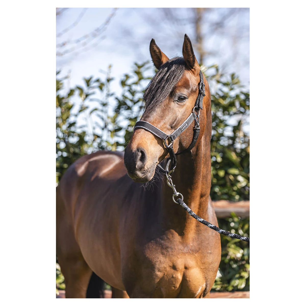 Halster Anky Grooming Zwart 4 Halster Anky Grooming Zwart - Afbeelding 2