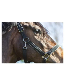 Halster Anky Grooming Zwart 7 Halster Anky Grooming Zwart -Ruiter Hoek Verkoopwinkel halster anky grooming zwart 1500x1500 183523