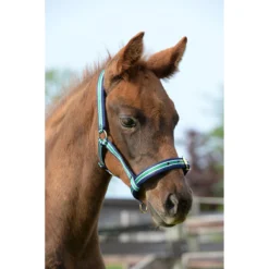 Halster Bucas Dublin Donkerblauw -Ruiter Hoek Verkoopwinkel halster bucas dublin donkerblauw 1500x1500 112099