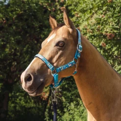 Halster Epplejeck EJSweetie Lichtblauw -Ruiter Hoek Verkoopwinkel halster epplejeck ejsweetie lichtblauw 1500x1500 165773