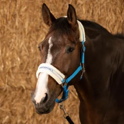 Halster Harry's Horse Lyrics VI Middenblauw