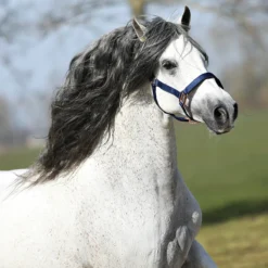 Halster Horsegear Aurum Donkerblauw -Ruiter Hoek Verkoopwinkel halster horsegear aurum donkerblauw 1500x1500 139108