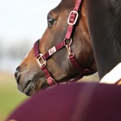 Halster Horsegear Aurum Donkerrood -Ruiter Hoek Verkoopwinkel halster horsegear aurum donkerrood 1500x1500 139112