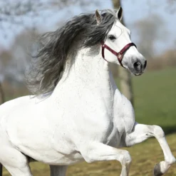 Halster Horsegear Aurum Donkerrood -Ruiter Hoek Verkoopwinkel halster horsegear aurum donkerrood 1500x1500 139115