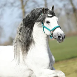 Halster Horsegear Aurum Groen -Ruiter Hoek Verkoopwinkel halster horsegear aurum groen 1500x1500 139118