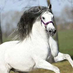 Halster Horsegear Aurum Paars -Ruiter Hoek Verkoopwinkel halster horsegear aurum paars 1500x1500 139105