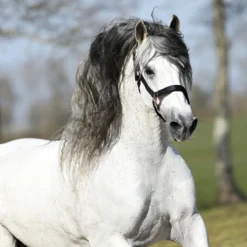 Halster Horsegear Aurum Zwart -Ruiter Hoek Verkoopwinkel halster horsegear aurum zwart 1500x1500 139101