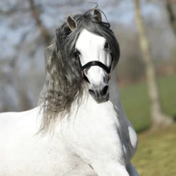 Halster Horsegear Aurum Zwart -Ruiter Hoek Verkoopwinkel halster horsegear aurum zwart 1500x1500 139102