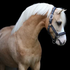 Halster Horsegear Lux Donkerblauw -Ruiter Hoek Verkoopwinkel halster horsegear lux donkerblauw 1500x1500 123520