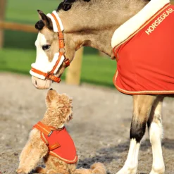 Halster Horsegear Lyx Middenoranje -Ruiter Hoek Verkoopwinkel halster horsegear lyx middenoranje 1500x1500 172845