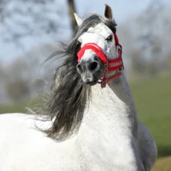 Halster Horsegear Velvet Roze -Ruiter Hoek Verkoopwinkel halster horsegear velvet roze 1500x1500 123536