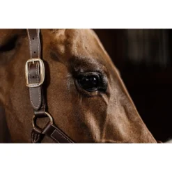 Halster Kentucky Anatomisch Bruin -Ruiter Hoek Verkoopwinkel halster kentucky anatomisch bruin 1500x1500 137542