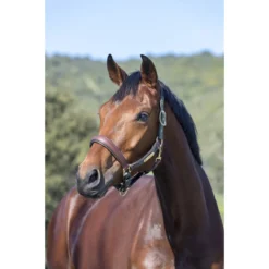 Halster LeMieux Capella Donkergroen-bruin -Ruiter Hoek Verkoopwinkel halster lemieux capella donkergroen bruin 1500x1500 132483