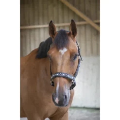 PÉNÉLOPE Halster Pénélope Pearl Zwart -Ruiter Hoek Verkoopwinkel halster penelope pearl zwart 1500x1500 187855