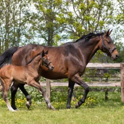 Halster QHP Leer Shimmer Zwart -Ruiter Hoek Verkoopwinkel halster qhp leer shimmer zwart 1500x1500 124146