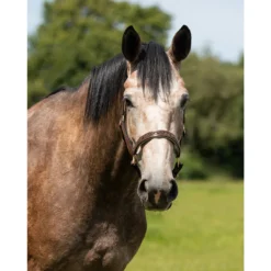 Halster QHP Lupine Leer Middenbruin-beige -Ruiter Hoek Verkoopwinkel halster qhp lupine leer middenbruin beige 1500x1500 101227