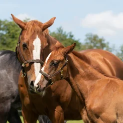 Halster QHP Lupine Leer Middenbruin-beige -Ruiter Hoek Verkoopwinkel halster qhp lupine leer middenbruin beige 1500x1500 101228