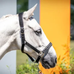 Halster Schockemöhle Memphis Anatomic Style Zwart -Ruiter Hoek Verkoopwinkel halster schockemohle memphis anatomic style zwart 1500x1500 182057