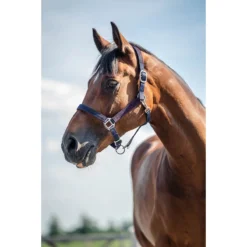 Halsterset Epplejeck EJGlitter Paars -Ruiter Hoek Verkoopwinkel halsterset epplejeck ejglitter paars 1500x1500 168263