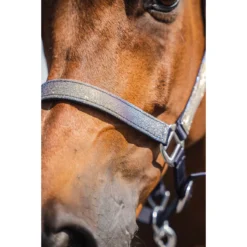 Halsterset Epplejeck EJGlitter Zilver -Ruiter Hoek Verkoopwinkel halsterset epplejeck ejglitter zilver 1500x1500 168266