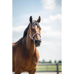 Halsterset Epplejeck EJGlitter Zilver -Ruiter Hoek Verkoopwinkel halsterset epplejeck ejglitter zilver 1500x1500 168269