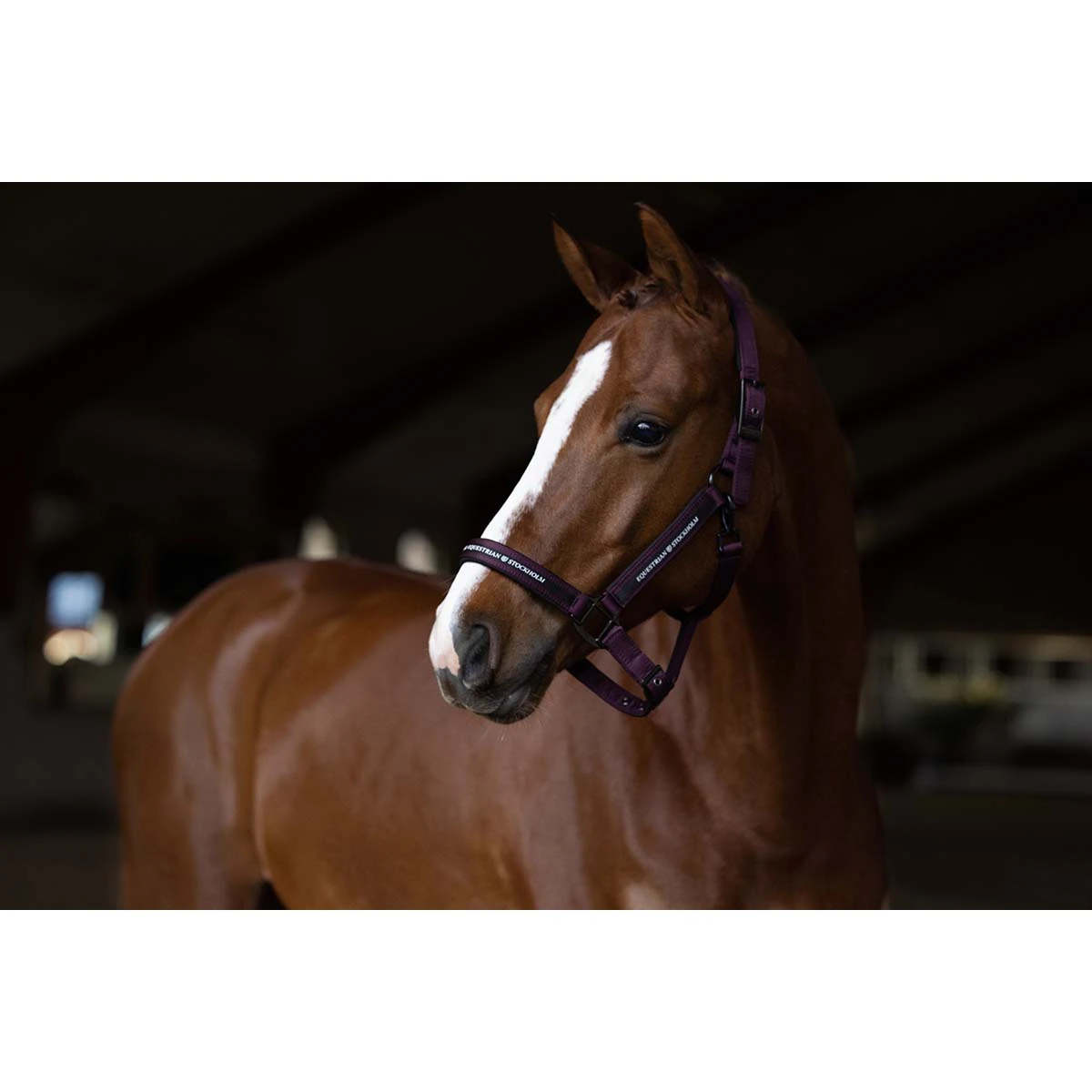 Halsterset Equestrian Stockholm Clean Black Raven Paars 4 Halsterset Equestrian Stockholm Clean Black Raven Paars - Afbeelding 2