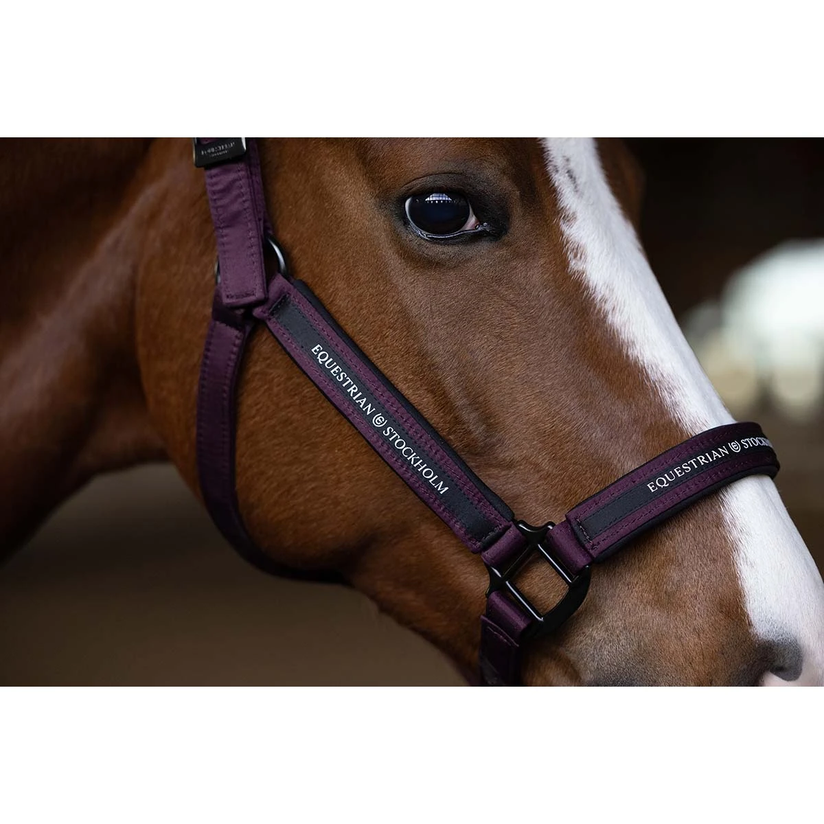 Halsterset Equestrian Stockholm Clean Black Raven Paars 6 Halsterset Equestrian Stockholm Clean Black Raven Paars - Afbeelding 4