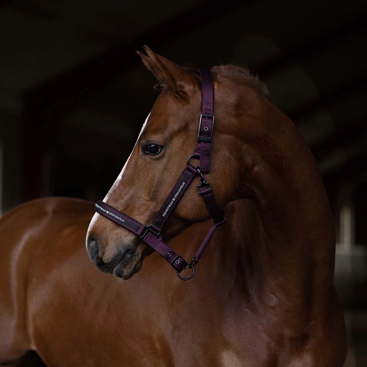 Halsterset Equestrian Stockholm Clean Black Raven Paars 7 Halsterset Equestrian Stockholm Clean Black Raven Paars - Afbeelding 5