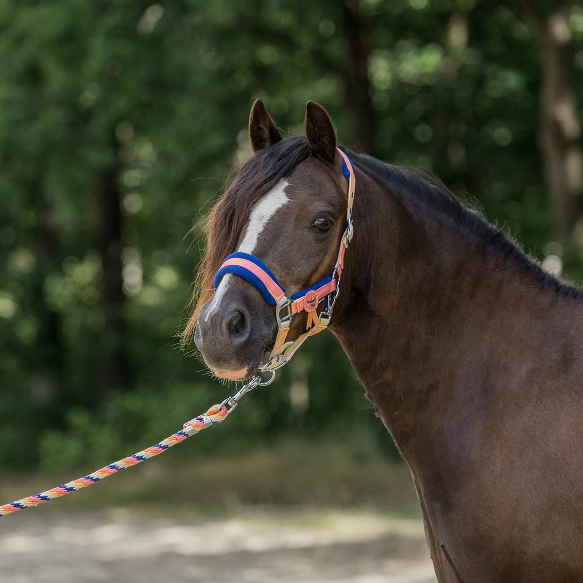 Halsterset Horka Jolly Oranje 4 Halsterset Horka Jolly Oranje - Afbeelding 2