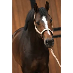 Halsterset Horsegear HGSparkle Brons -Ruiter Hoek Verkoopwinkel halsterset horsegear hgsparkle brons 1500x1500 169451