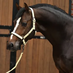 Halsterset Horsegear HGSparkle Goud -Ruiter Hoek Verkoopwinkel halsterset horsegear hgsparkle goud 1500x1500 169448