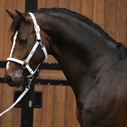 Halsterset Horsegear HGSparkle Zilver -Ruiter Hoek Verkoopwinkel halsterset horsegear hgsparkle zilver 1500x1500 169446