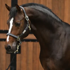 Halsterset Horsegear HGSparkle Zwart -Ruiter Hoek Verkoopwinkel halsterset horsegear hgsparkle zwart 1500x1500 169442