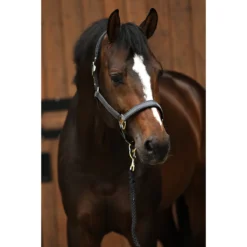 Halsterset Horsegear HGSparkle Zwart -Ruiter Hoek Verkoopwinkel halsterset horsegear hgsparkle zwart 1500x1500 169443