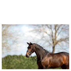 Hoofdstel Anky ATH16002 Zwart-wit -Ruiter Hoek Verkoopwinkel hoofdstel anky ath16002 zwart wit 1500x1500 182882