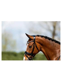 Hoofdstel Anky ATH20005 Zwart -Ruiter Hoek Verkoopwinkel hoofdstel anky ath20005 zwart 1500x1500 182908