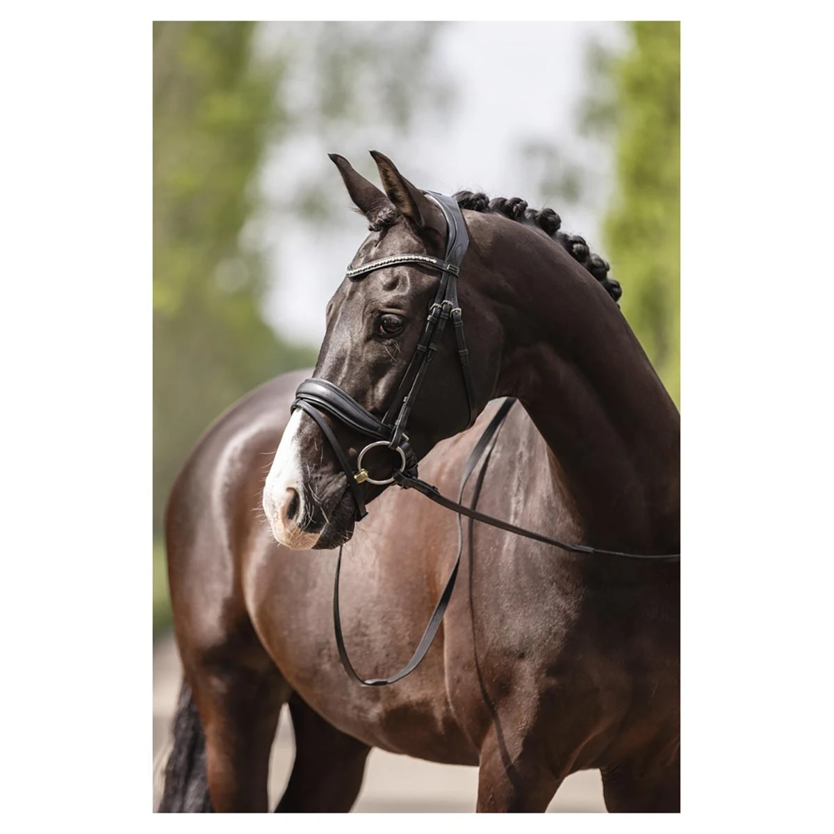 Hoofdstel Anky Comfort Fit Pullback Noseband Zwart 4 Hoofdstel Anky Comfort Fit Pullback Noseband Zwart - Afbeelding 2