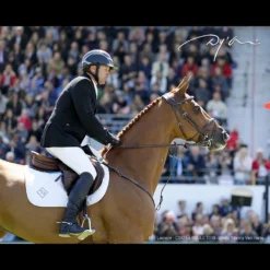 Hoofdstel Dy'on Difference Bruin -Ruiter Hoek Verkoopwinkel hoofdstel dy on difference bruin 1500x1500 116078