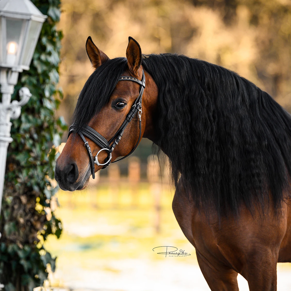 Hoofdstel Horsegear HGLembut Soft Zwart 5 Hoofdstel Horsegear HGLembut Soft Zwart - Afbeelding 3