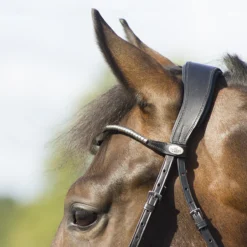 Hoofdstel QHP Sedna Zwart -Ruiter Hoek Verkoopwinkel hoofdstel qhp sedna zwart 1500x1500 114892