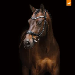 Hoofdstel Schockemöhle Equitus Beta Lak Zwart -Ruiter Hoek Verkoopwinkel hoofdstel schockemohle equitus beta lak zwart 1500x1500 118186