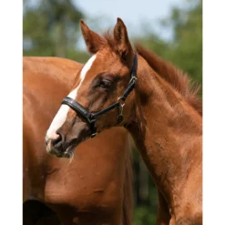 Veulenhalster QHP Lupine Leer Zwart-grijs -Ruiter Hoek Verkoopwinkel veulenhalster qhp lupine leer zwart grijs 1500x1500 101237