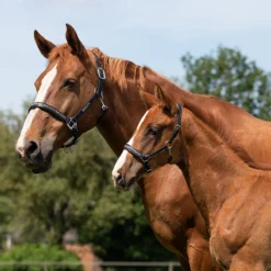 Veulenhalster QHP Lupine Leer Zwart-grijs -Ruiter Hoek Verkoopwinkel veulenhalster qhp lupine leer zwart grijs 1500x1500 101238