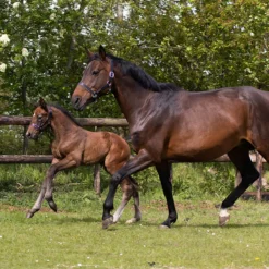 Veulenhalster QHP Parla Leer Zwart -Ruiter Hoek Verkoopwinkel veulenhalster qhp parla leer zwart 1500x1500 124141