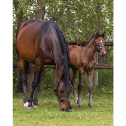 Veulenhalster QHP Parla Leer Zwart -Ruiter Hoek Verkoopwinkel veulenhalster qhp parla leer zwart 1500x1500 124142