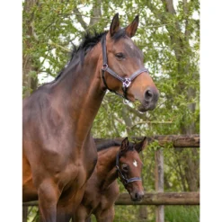 Veulenhalster QHP Parla Leer Zwart -Ruiter Hoek Verkoopwinkel veulenhalster qhp parla leer zwart 1500x1500 124143